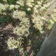 ヒメ日記 2025/10/04 12:18 投稿 こまち 豊満熟女