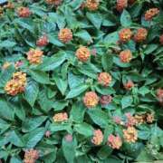 ヒメ日記 2025/10/13 09:52 投稿 こまち 豊満熟女