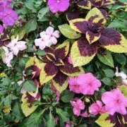 ヒメ日記 2025/10/17 09:58 投稿 こまち 豊満熟女