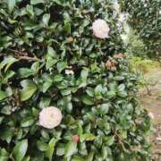 ヒメ日記 2025/10/22 09:50 投稿 こまち 豊満熟女