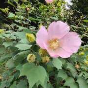 ヒメ日記 2025/10/25 13:12 投稿 こまち 豊満熟女