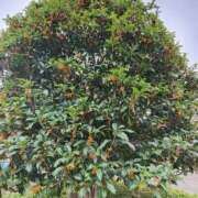 ヒメ日記 2025/10/28 11:46 投稿 こまち 豊満熟女