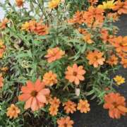 ヒメ日記 2025/10/30 12:56 投稿 こまち 豊満熟女