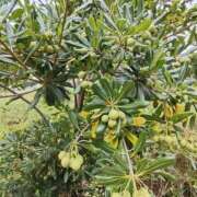 ヒメ日記 2025/11/03 09:58 投稿 こまち 豊満熟女