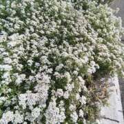 ヒメ日記 2025/11/07 11:50 投稿 こまち 豊満熟女