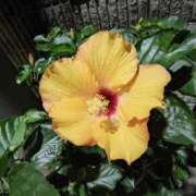 ヒメ日記 2025/11/08 23:32 投稿 こまち 豊満熟女