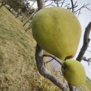 ヒメ日記 2025/11/11 11:58 投稿 こまち 豊満熟女