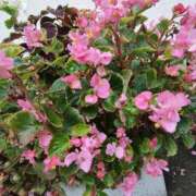 ヒメ日記 2025/11/15 14:20 投稿 こまち 豊満熟女