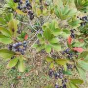 ヒメ日記 2025/11/19 09:50 投稿 こまち 豊満熟女