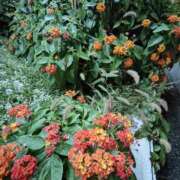 ヒメ日記 2025/11/30 09:42 投稿 こまち 豊満熟女