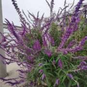 こまち ありがとうございます 豊満熟女