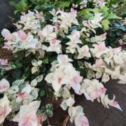 ヒメ日記 2025/12/15 14:28 投稿 こまち 豊満熟女