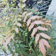 ヒメ日記 2025/12/18 09:38 投稿 こまち 豊満熟女