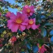 ヒメ日記 2026/01/05 12:22 投稿 こまち 豊満熟女