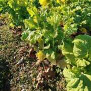 こまち ありがとうございます 豊満熟女