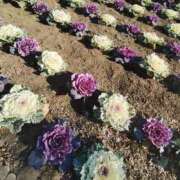 ヒメ日記 2026/01/22 10:02 投稿 こまち 豊満熟女