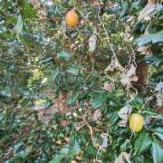 ヒメ日記 2026/01/27 13:00 投稿 こまち 豊満熟女