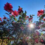 ヒメ日記 2026/02/06 12:44 投稿 こまち 豊満熟女