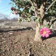 ヒメ日記 2026/02/22 12:04 投稿 こまち 豊満熟女