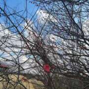 ヒメ日記 2026/03/08 09:38 投稿 こまち 豊満熟女