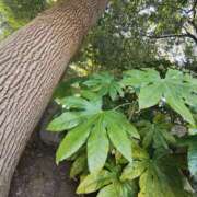 ヒメ日記 2026/03/17 11:22 投稿 こまち 豊満熟女