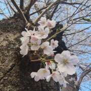 ヒメ日記 2026/03/28 13:20 投稿 こまち 豊満熟女