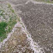 ヒメ日記 2026/04/10 13:14 投稿 こまち 豊満熟女