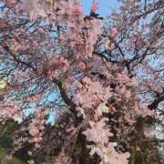 ヒメ日記 2026/04/16 12:18 投稿 こまち 豊満熟女