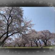 ヒメ日記 2025/04/27 22:01 投稿 花野はるか ABC 岩手ソープ