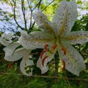 ヒメ日記 2025/07/22 06:16 投稿 花野はるか ABC 岩手ソープ