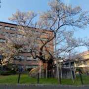 ヒメ日記 2026/04/15 06:01 投稿 花野はるか ABC 岩手ソープ