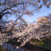 ヒメ日記 2026/04/18 06:31 投稿 花野はるか ABC 岩手ソープ