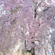 ヒメ日記 2026/04/23 06:01 投稿 花野はるか ABC 岩手ソープ