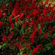 ヒメ日記 2025/11/18 12:03 投稿 湯澤みはる ホットポイントヴィラ