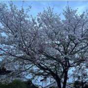 ヒメ日記 2026/04/10 06:39 投稿 湯澤みはる ホットポイントヴィラ