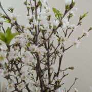 ヒメ日記 2025/01/01 12:30 投稿 白鳥 まゆ エレガンス(福島)