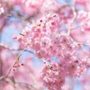 ヒメ日記 2025/04/06 09:54 投稿 立花あみ イエスグループ熊本 華女