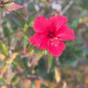 ヒメ日記 2025/01/02 08:40 投稿 ゆず ぷるるん小町梅田店