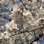 ヒメ日記 2025/04/06 23:05 投稿 ゆず ぷるるん小町梅田店