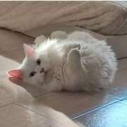 ヒメ日記 2025/08/19 15:16 投稿 あい モアグループ小山人妻花壇