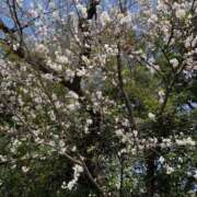 ヒメ日記 2025/04/10 19:33 投稿 せりな（花嫁） Yシャツと私