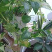 ヒメ日記 2026/01/28 14:45 投稿 上杉さえ 華女 第二章