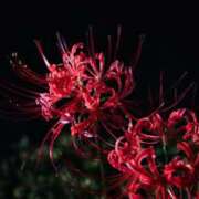 ヒメ日記 2025/09/23 21:33 投稿 りりこ シャトーペトラ