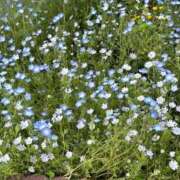 ヒメ日記 2025/05/13 17:46 投稿 綾瀬 ふみ 夜這い専門 発情する奥様たち梅田店