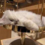 ヒメ日記 2025/01/31 10:15 投稿 ことね チューリップ福井本館