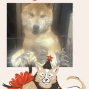 ヒメ日記 2026/03/04 09:19 投稿 あおい 大阪和泉ちゃんこ