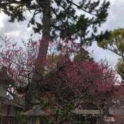 ヒメ日記 2025/03/20 10:04 投稿 さなえ ギン妻パラダイス 和歌山店