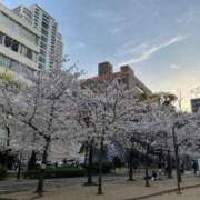 ヒメ日記 2025/04/02 09:58 投稿 さなえ ギン妻パラダイス 和歌山店