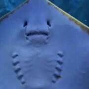 ヒメ日記 2024/12/18 08:57 投稿 アキ Wonder7 (ワンダー7)