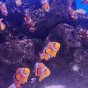 ヒメ日記 2025/02/24 22:22 投稿 アキ Wonder7 (ワンダー7)